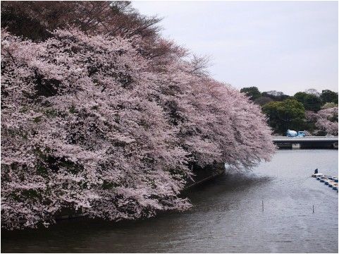 千鳥ヶ淵で桜見物 最寄り駅はJR中央線市ヶ谷駅から！他にも見所がたくさん！